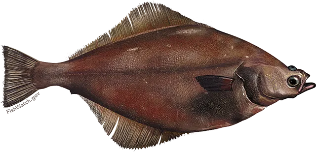 Arrowtooth flounder