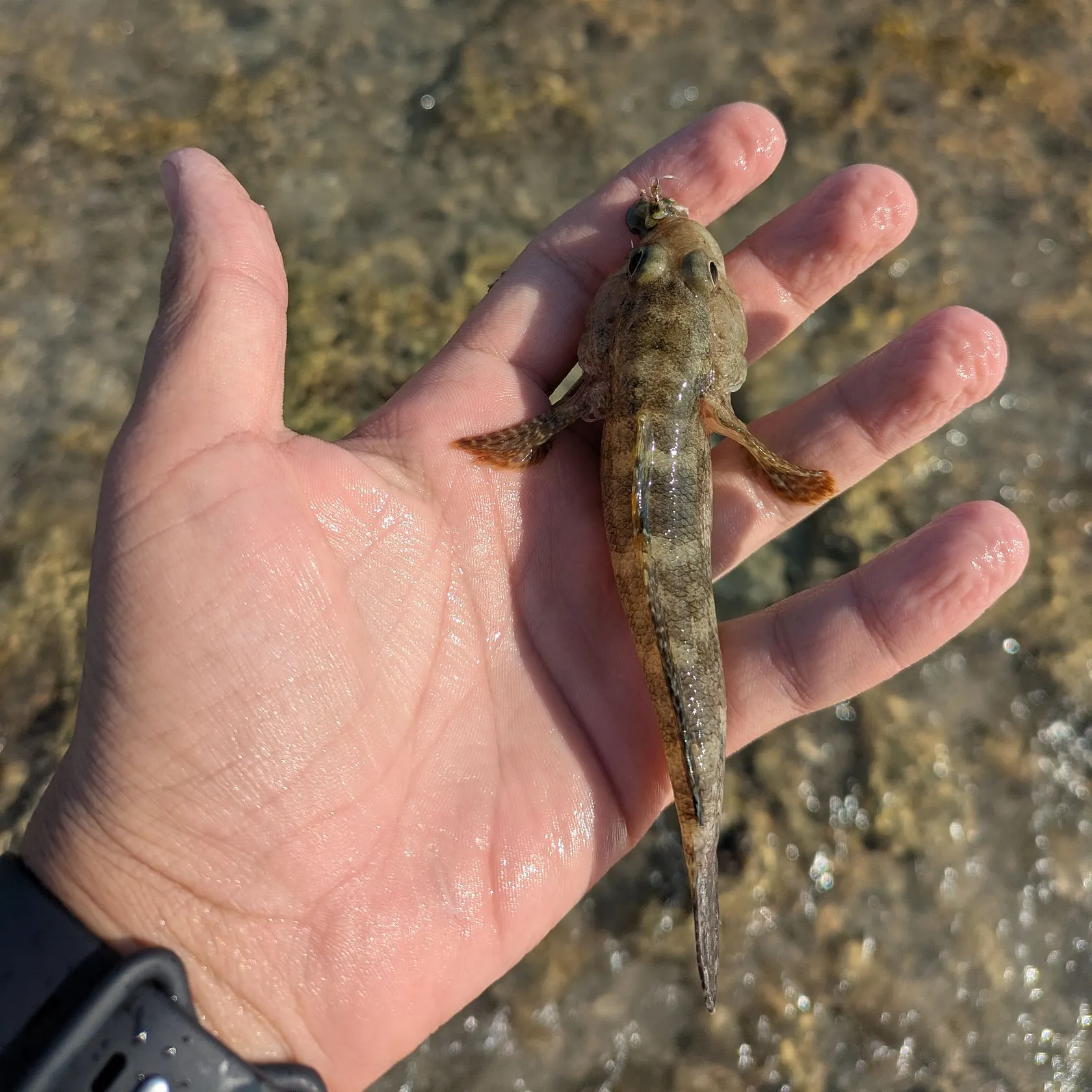 The most recent Giant goby catches on Fishbrain