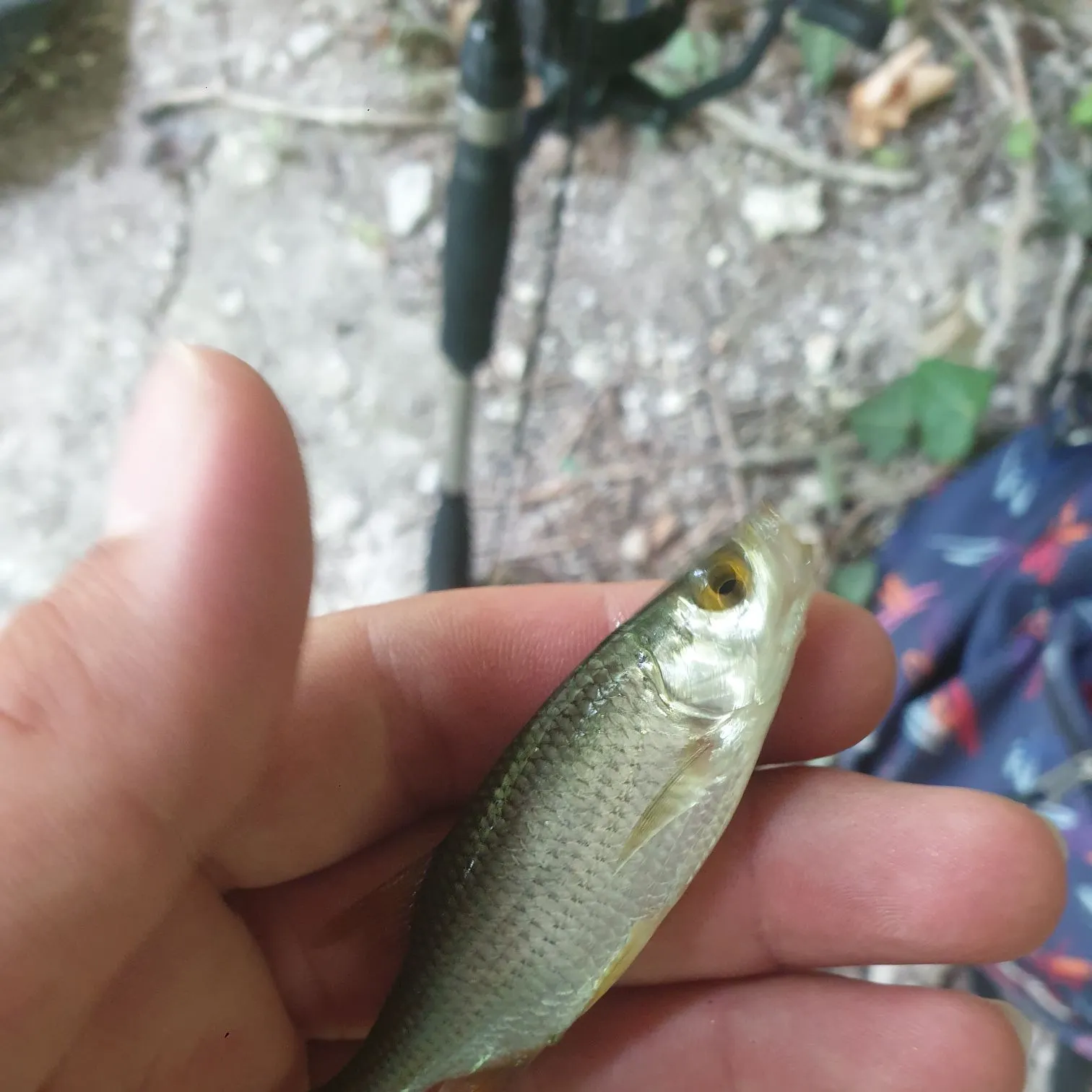 Common roach caught on Fishbrain