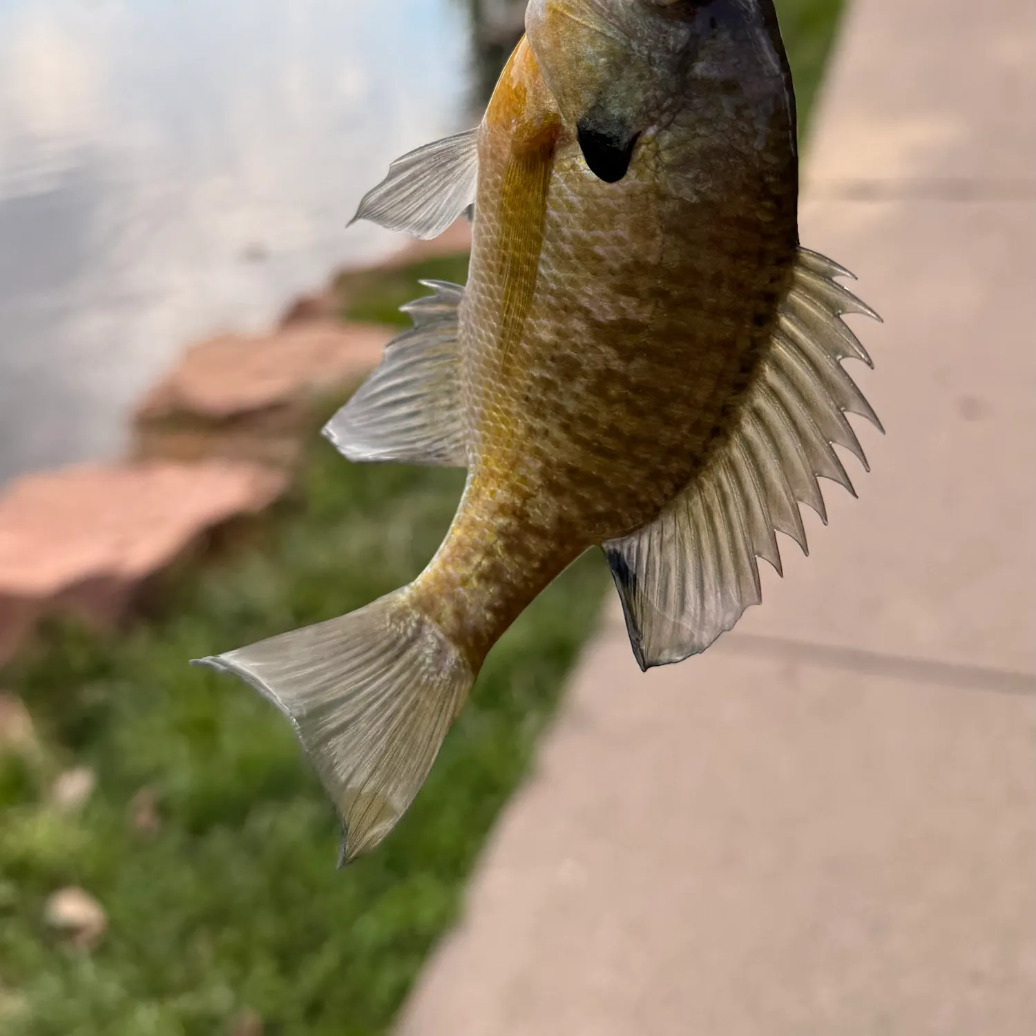 Bluegill caught on Fishbrain