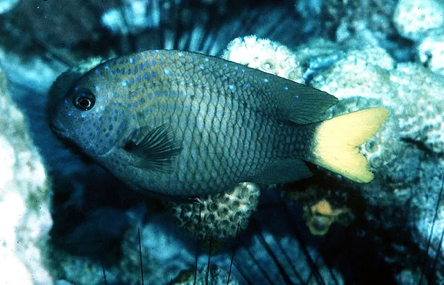 Yellowtail damselfish