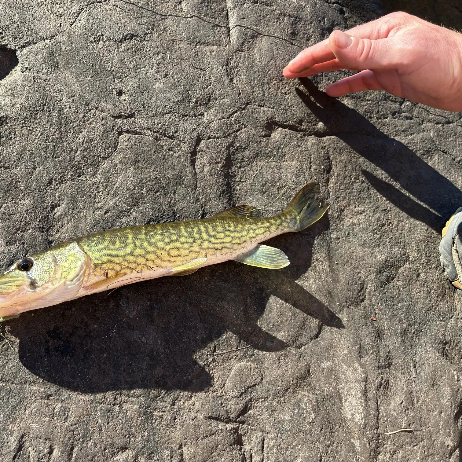 Chain pickerel caught on Fishbrain
