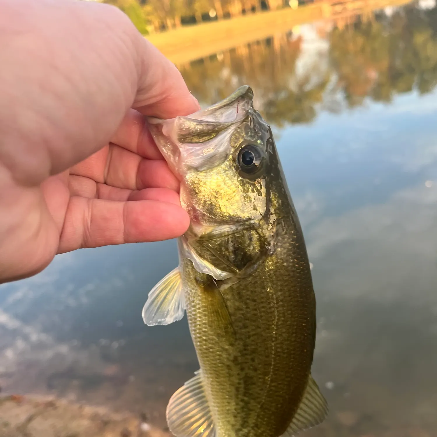 Largemouth bass caught on Fishbrain
