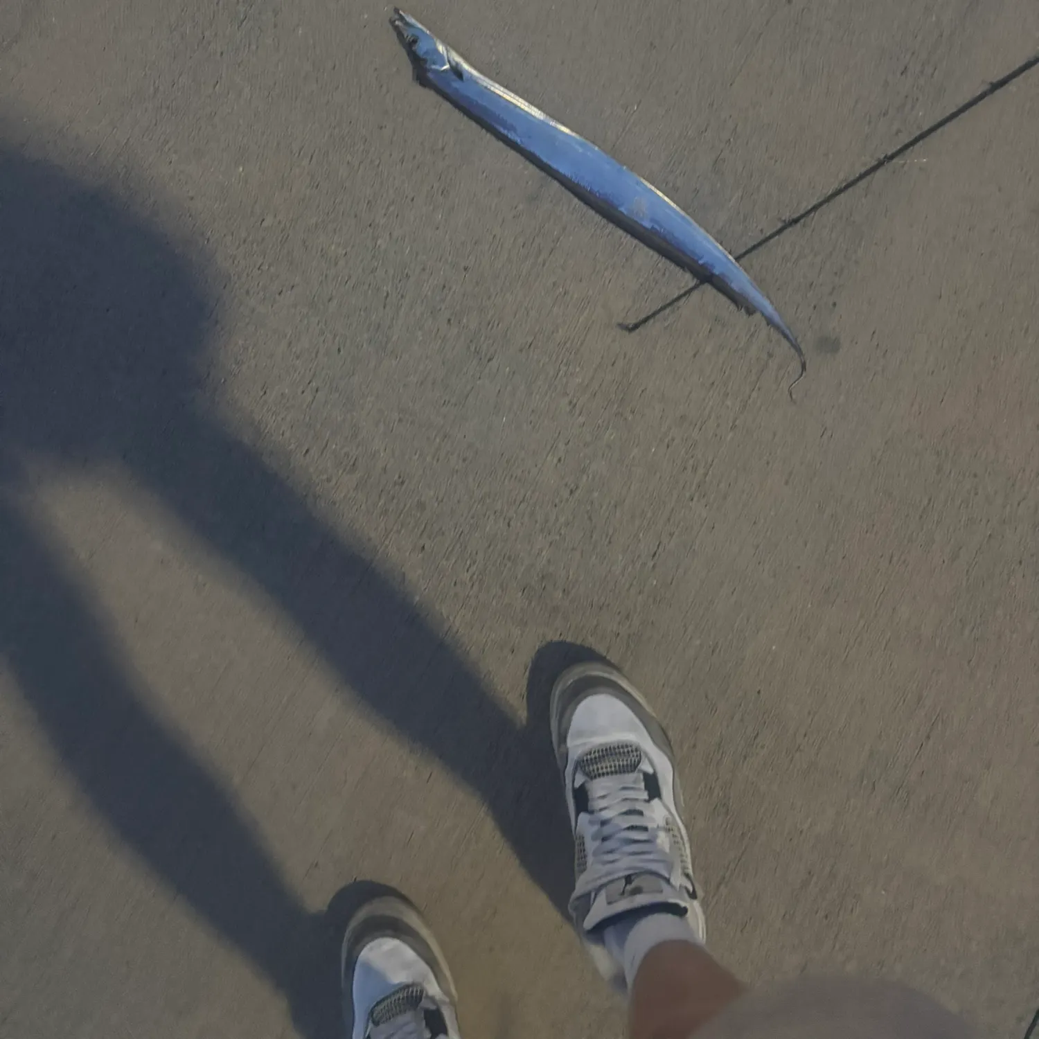 Atlantic cutlassfish caught on Fishbrain