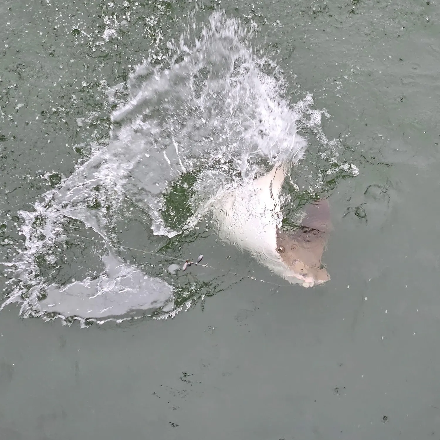 The most recent Cowtail stingray catches on Fishbrain