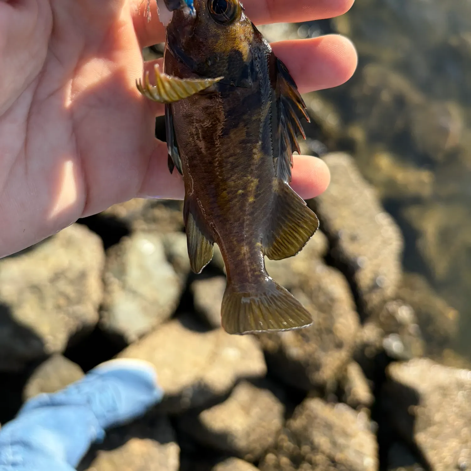 Black and yellow rockfish caught on Fishbrain