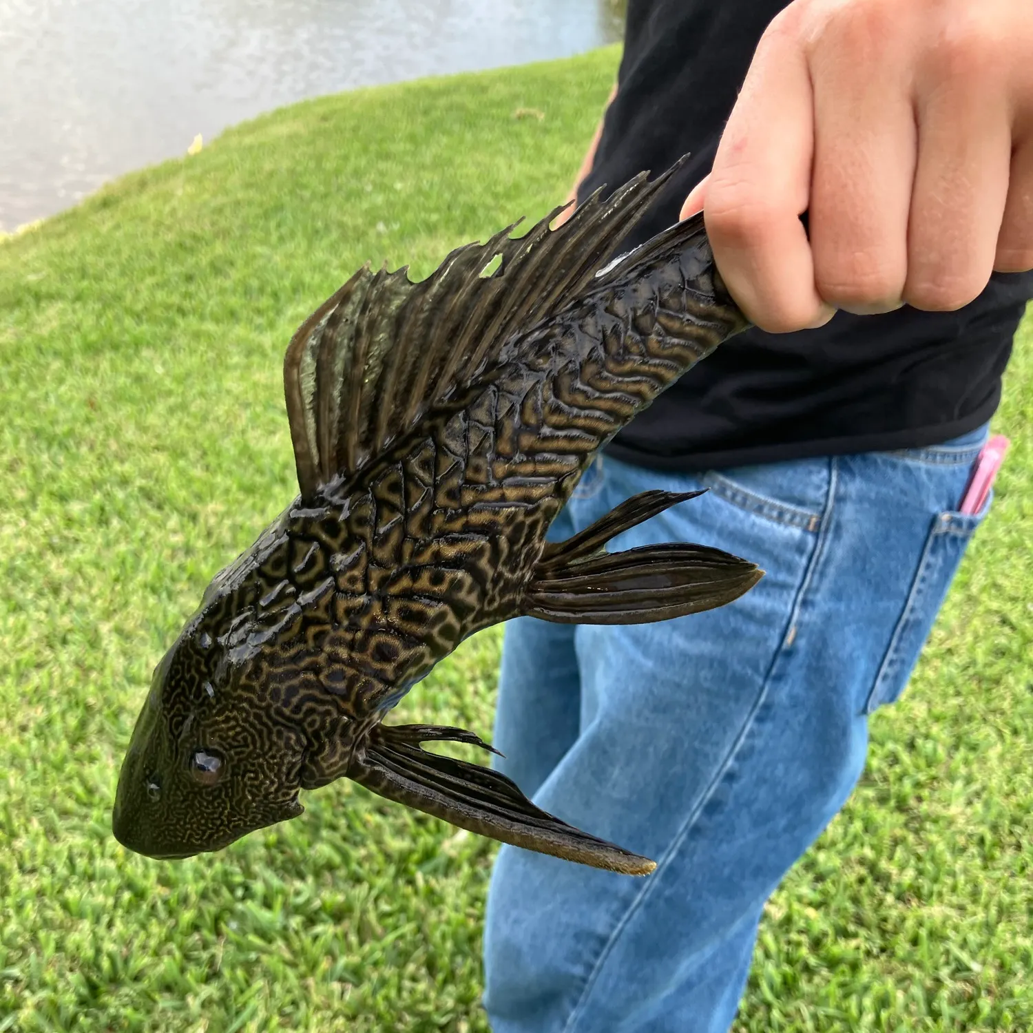 The most recent Suckermouth catfish catches on Fishbrain