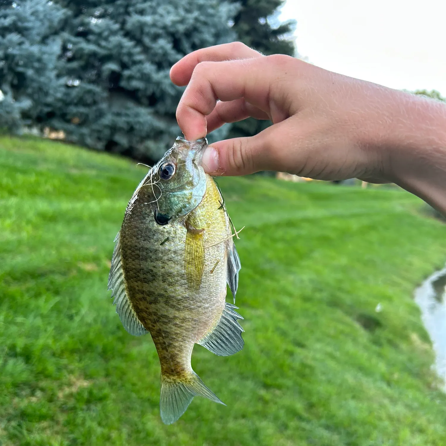 Bluegill caught on Fishbrain