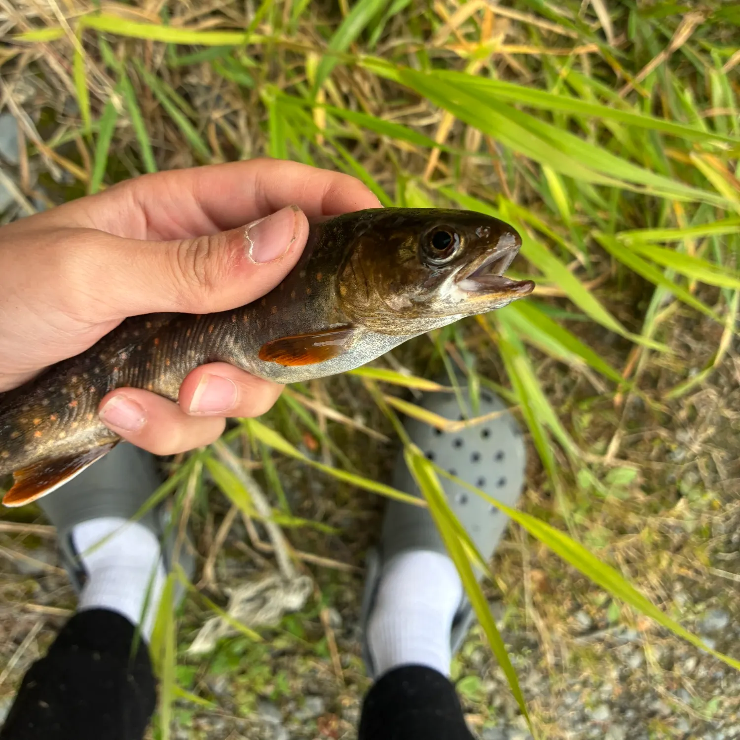 Dolly varden caught on Fishbrain
