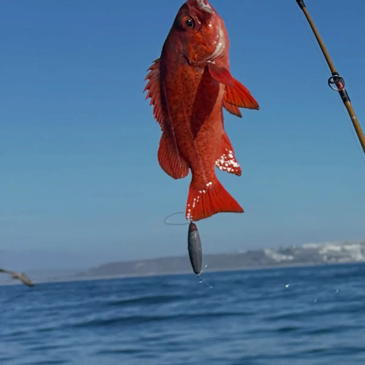 Vermilion rockfish caught on Fishbrain