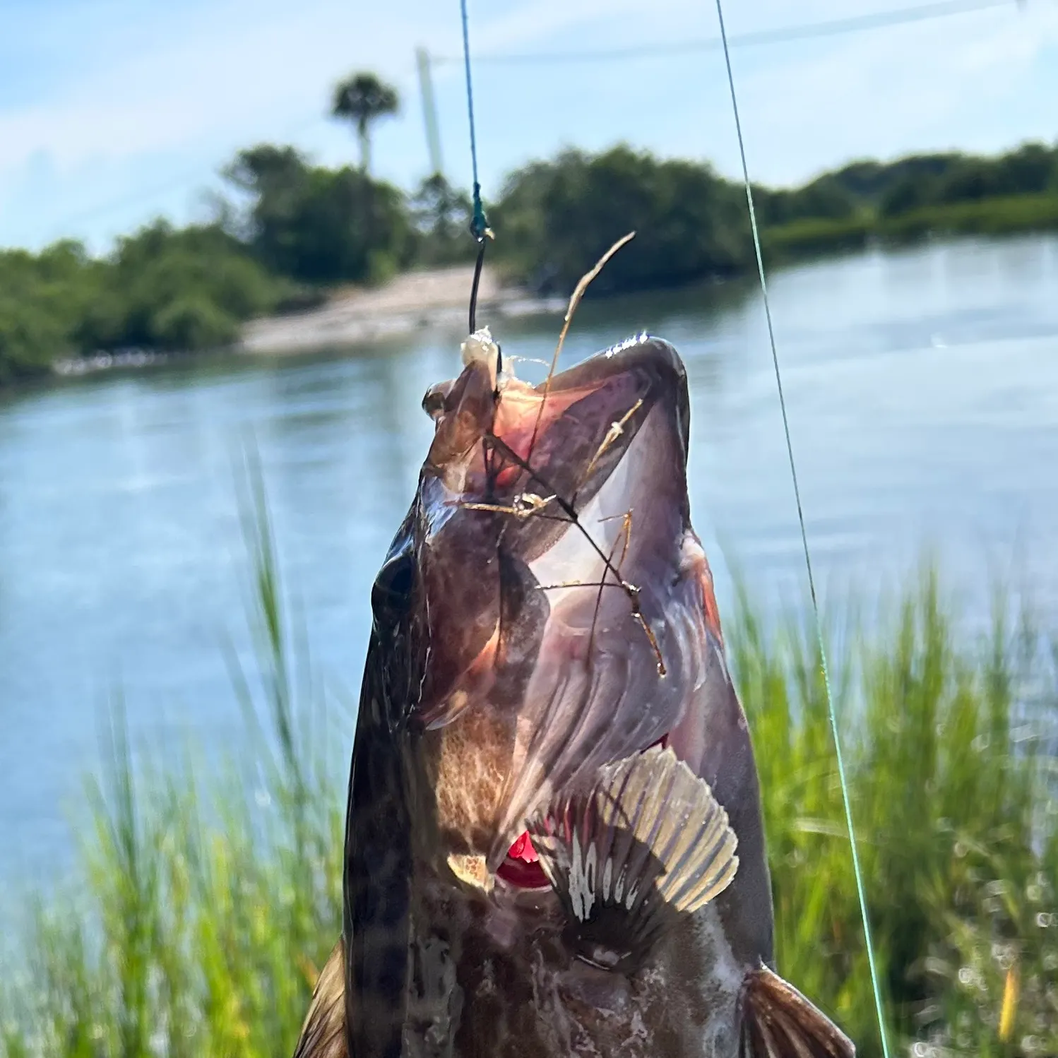 Black grouper caught on Fishbrain