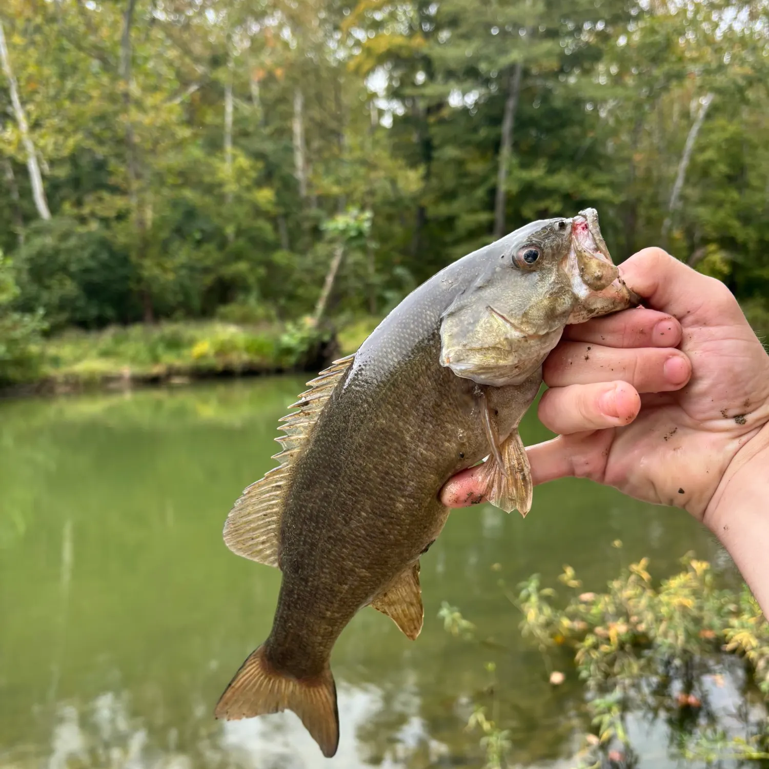 Smallmouth bass caught on Fishbrain