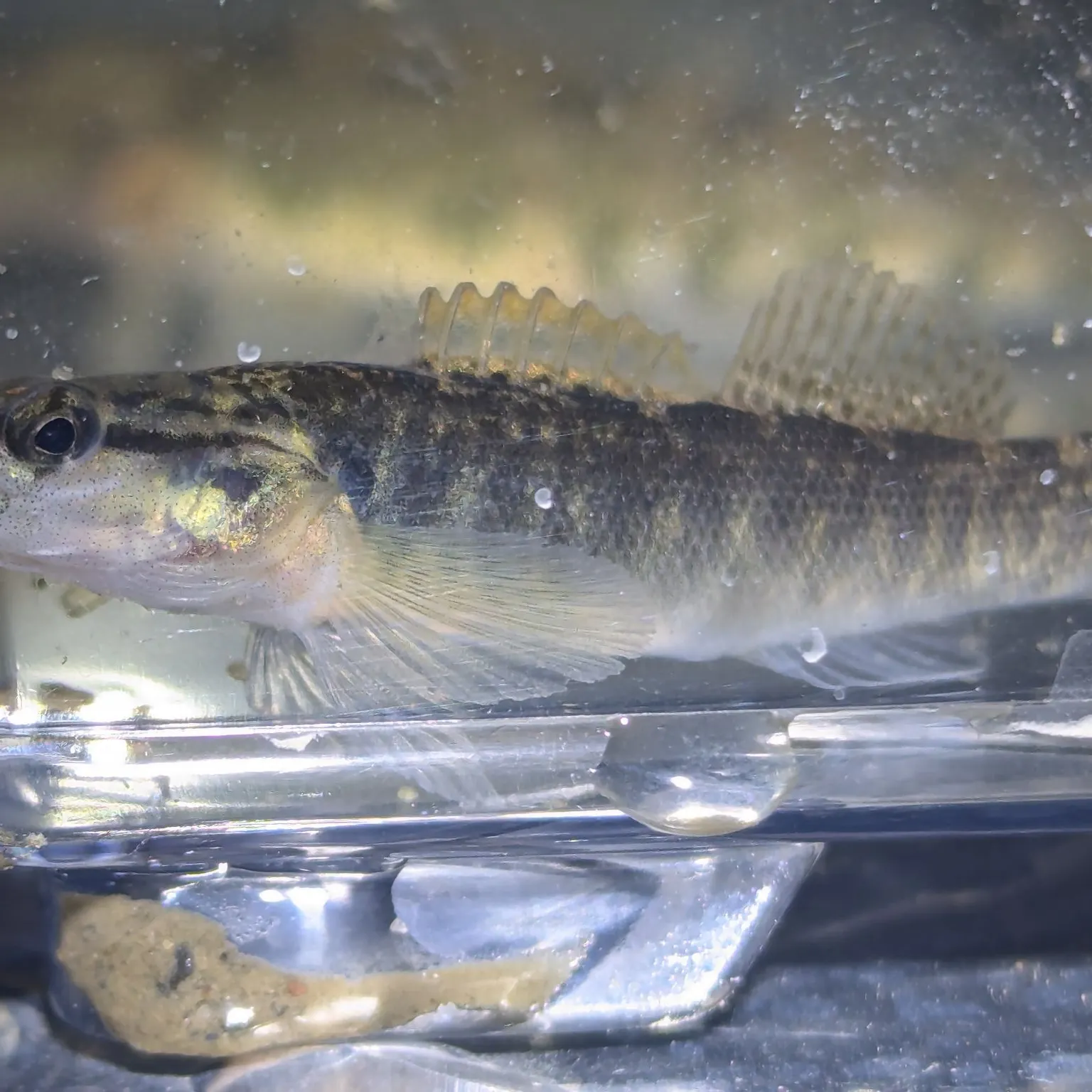 The most recent Fantail darter catches on Fishbrain