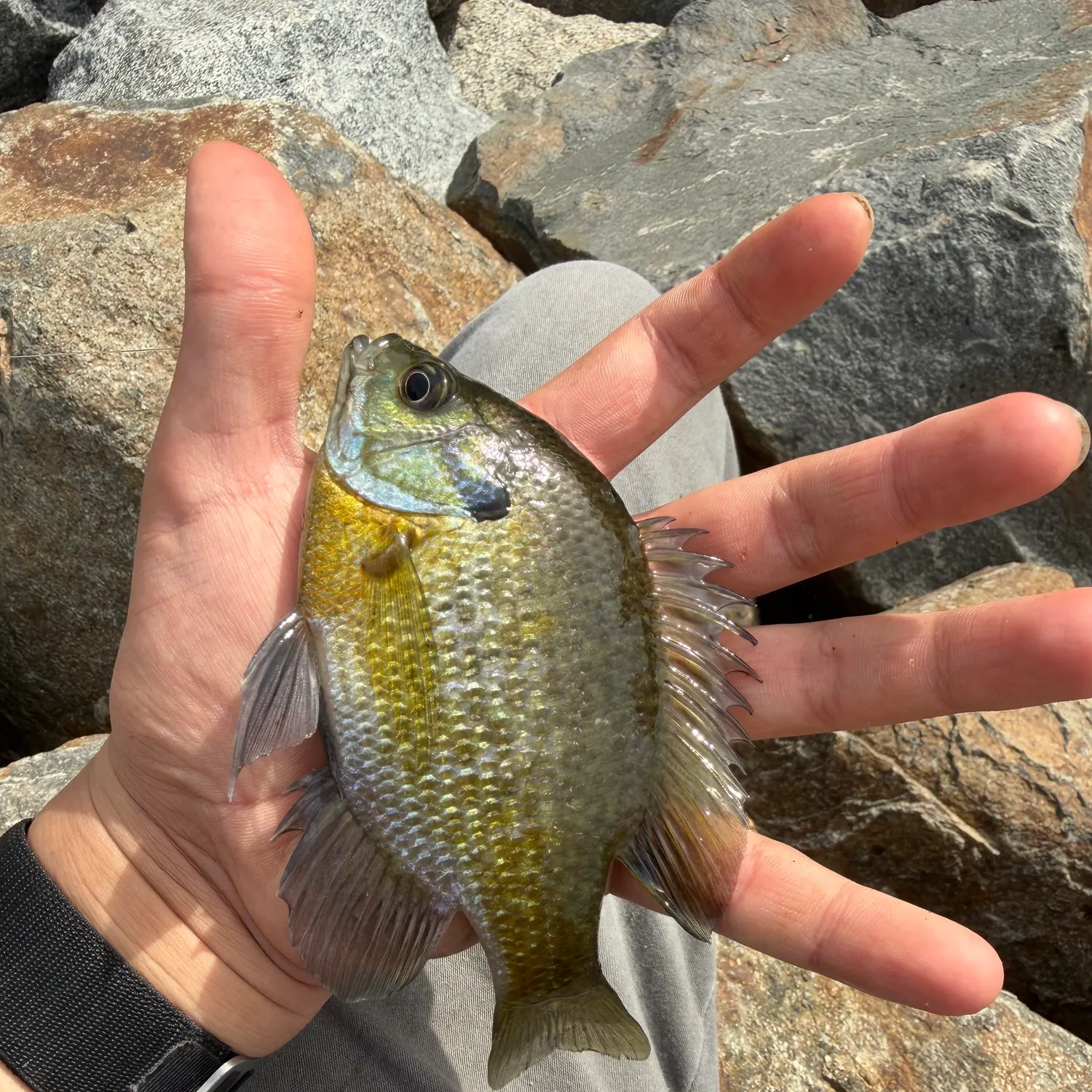 The most recent Bluegill catches on Fishbrain