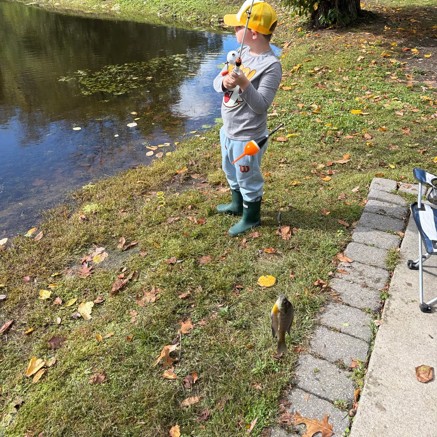 Bluegill caught on Fishbrain