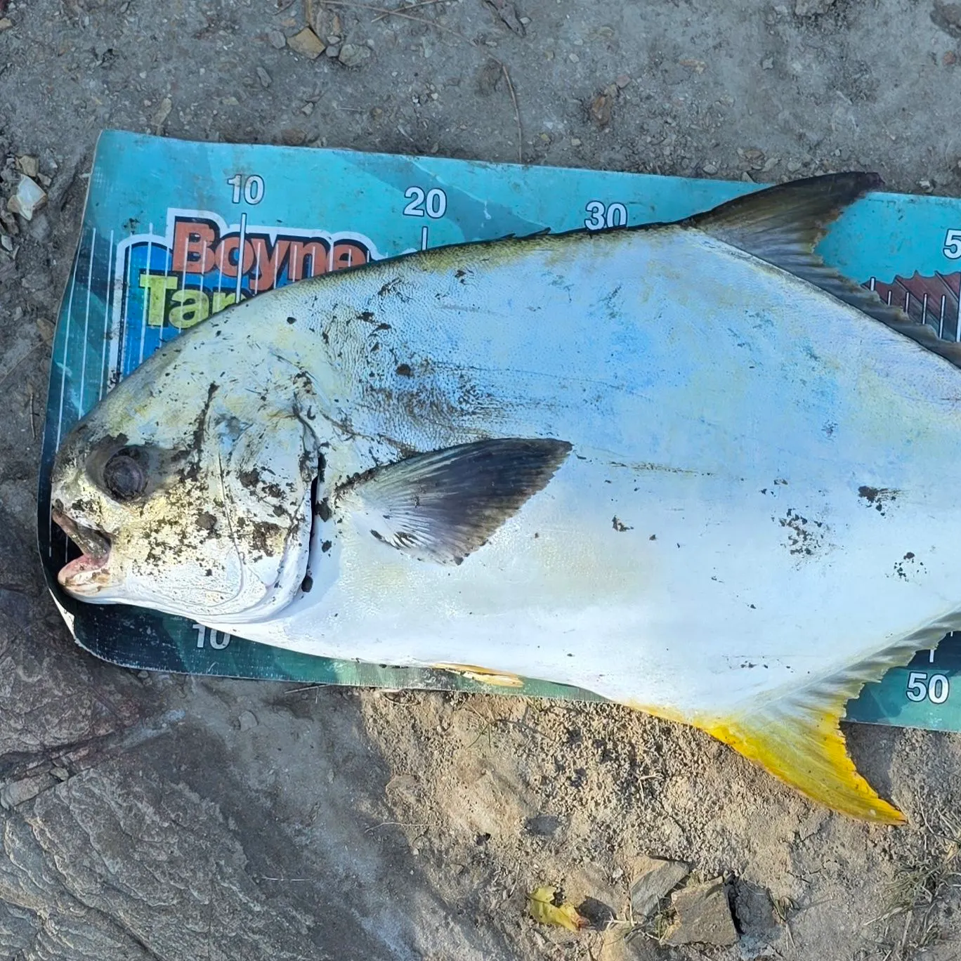 The most recent Southern pompano catches on Fishbrain