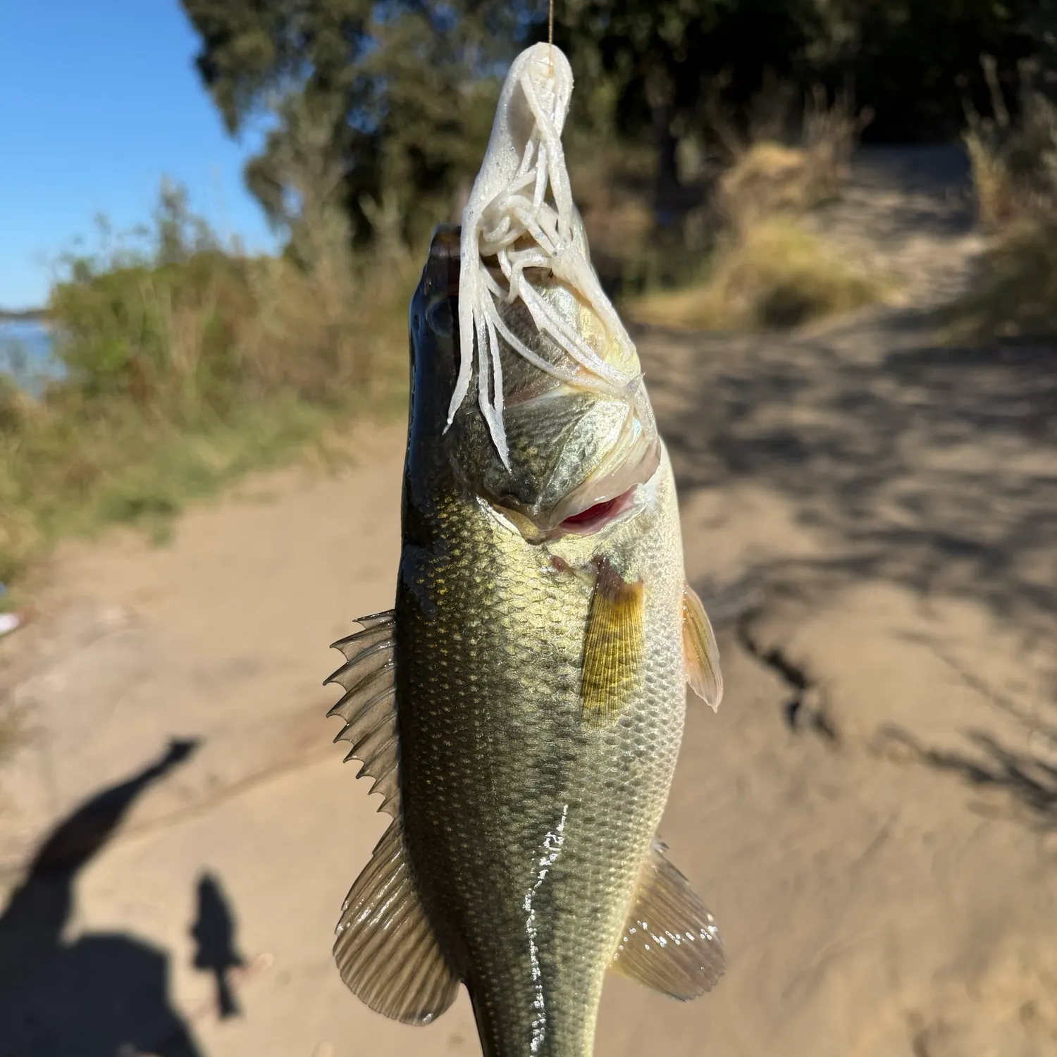 Fish caught on Fishbrain