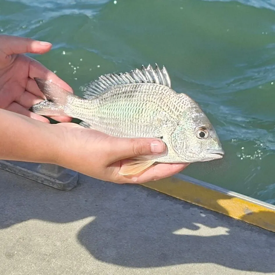 Surf bream caught on Fishbrain