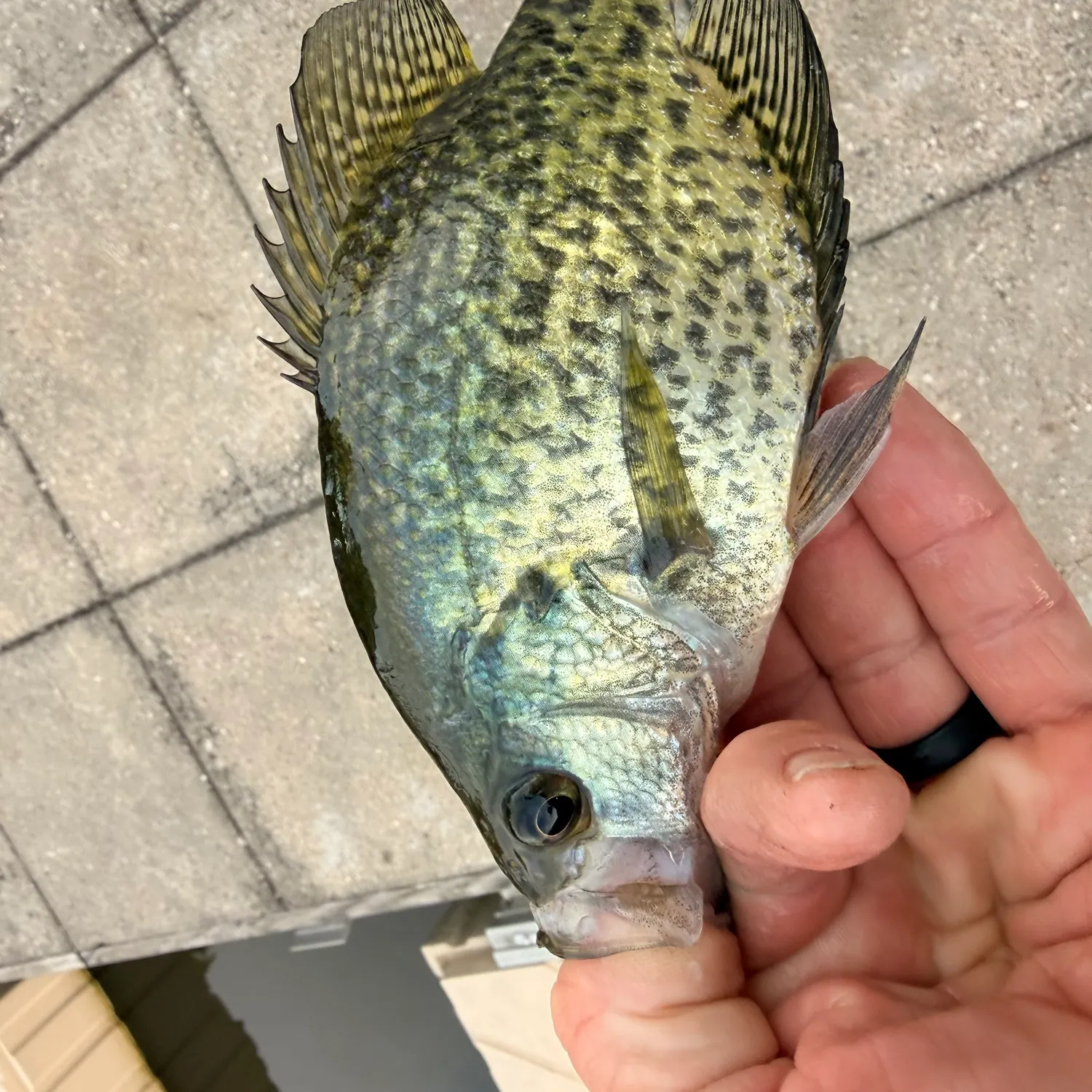 Black crappie caught on Fishbrain