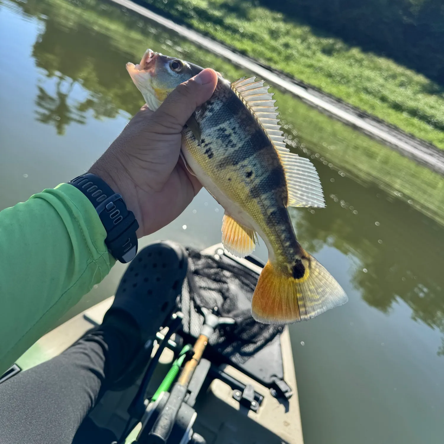 Butterfly peacock bass caught on Fishbrain