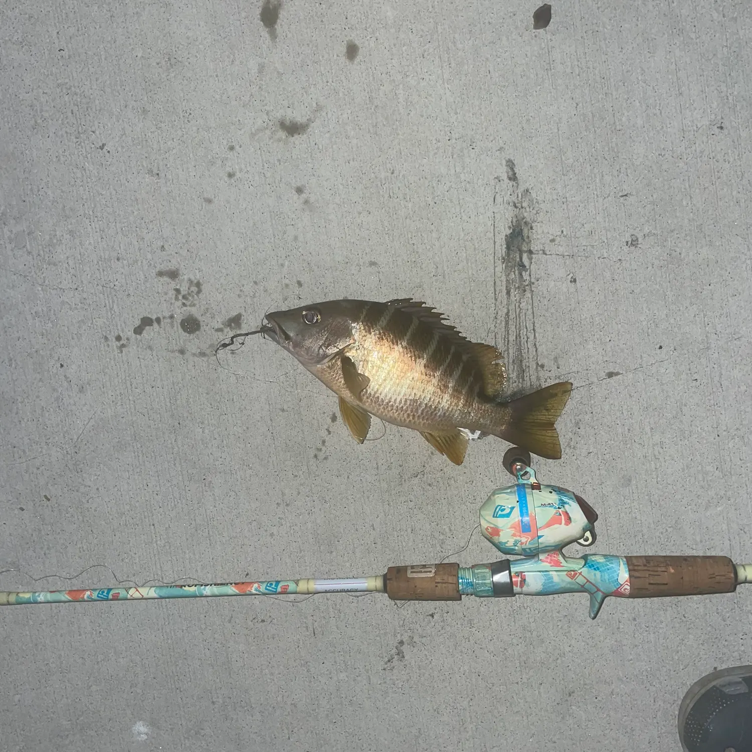 The most recent Schoolmaster snapper catches on Fishbrain