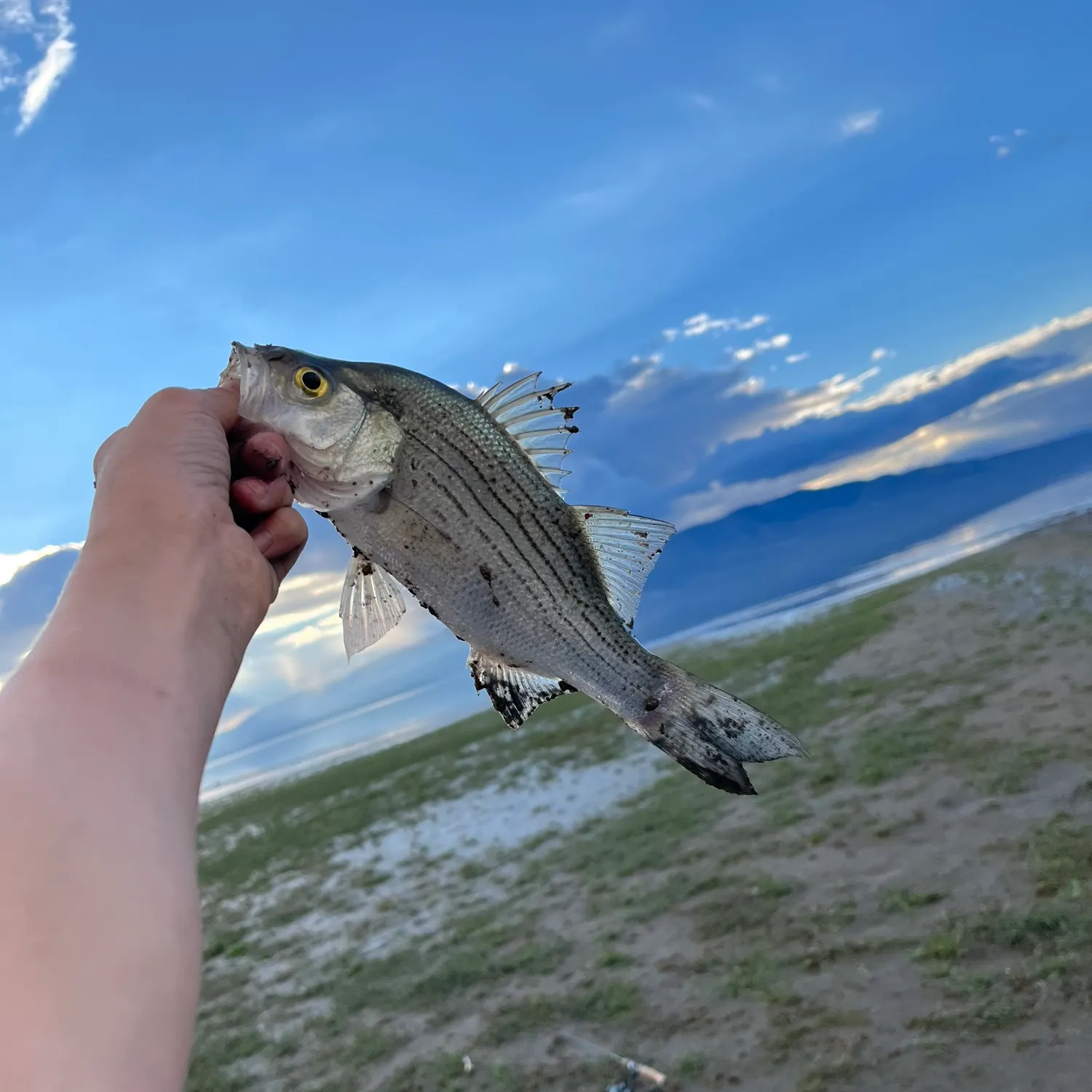 White bass caught on Fishbrain