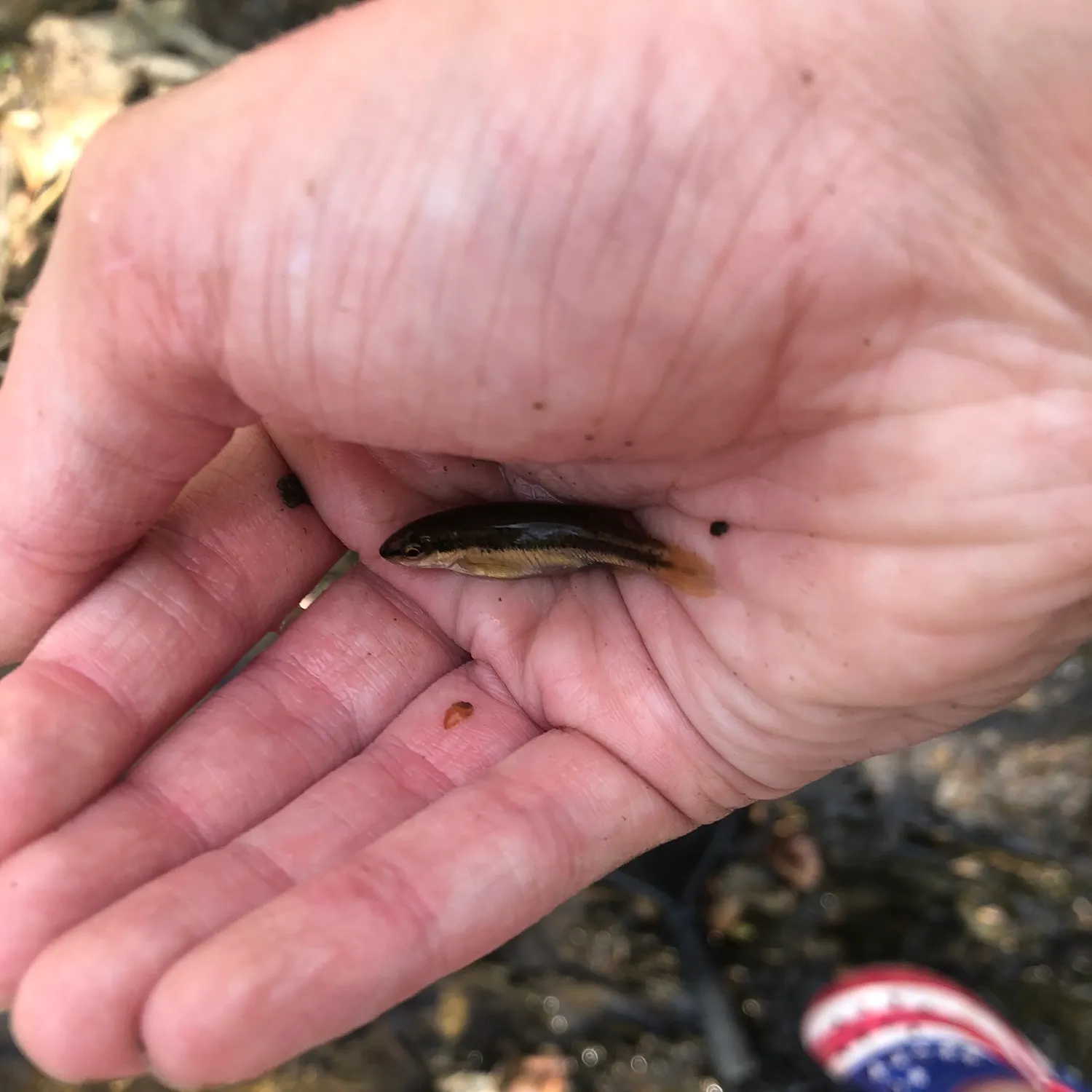 The most recent Eastern blacknose dace catches on Fishbrain