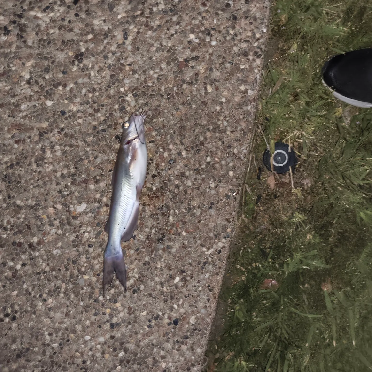Channel catfish caught on Fishbrain