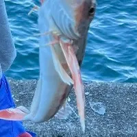 The most recent Red gurnard catches on Fishbrain