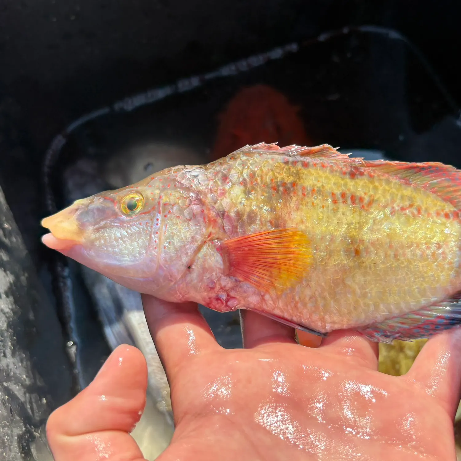 The most recent Baillon's wrasse catches on Fishbrain
