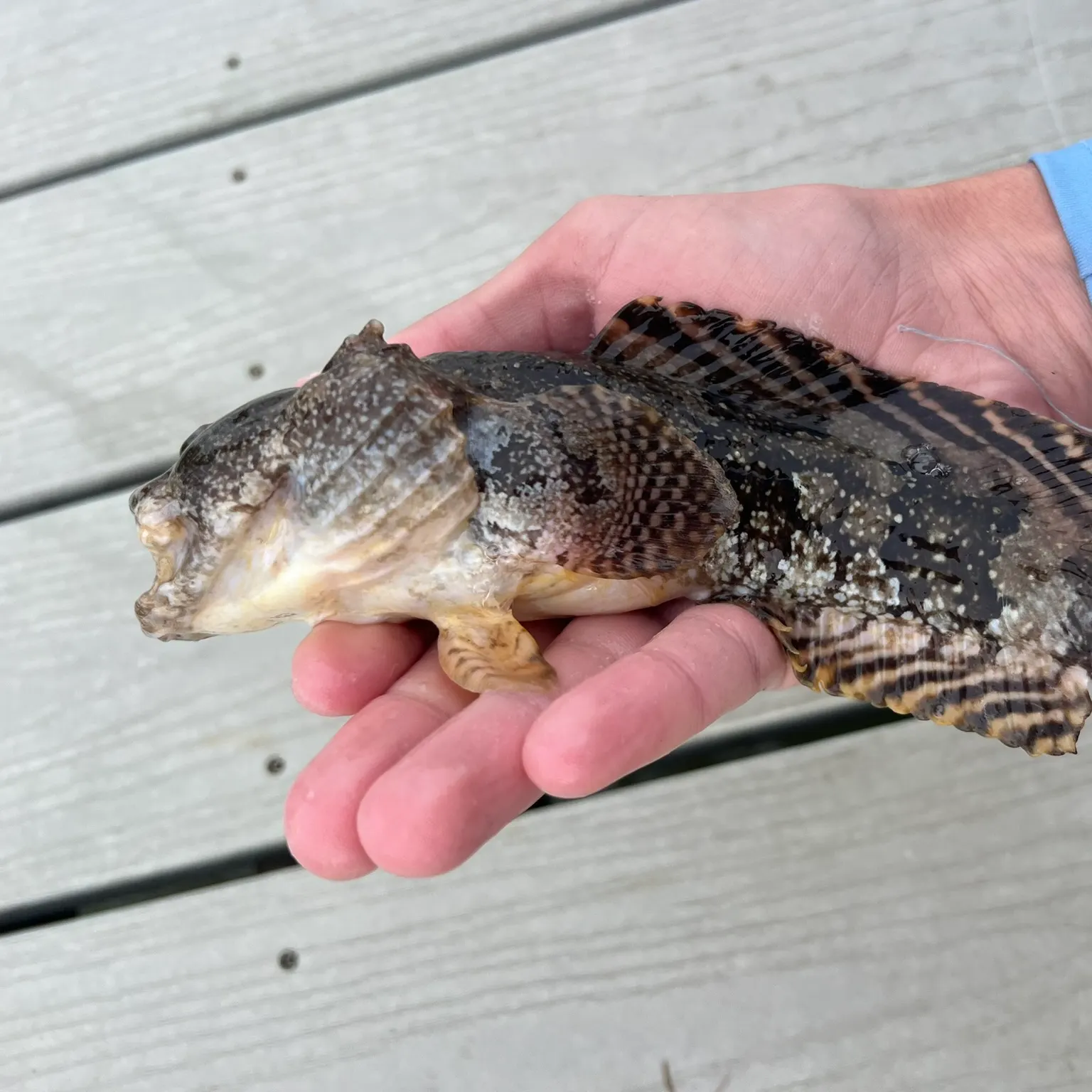 The most recent Gulf toadfish catches on Fishbrain