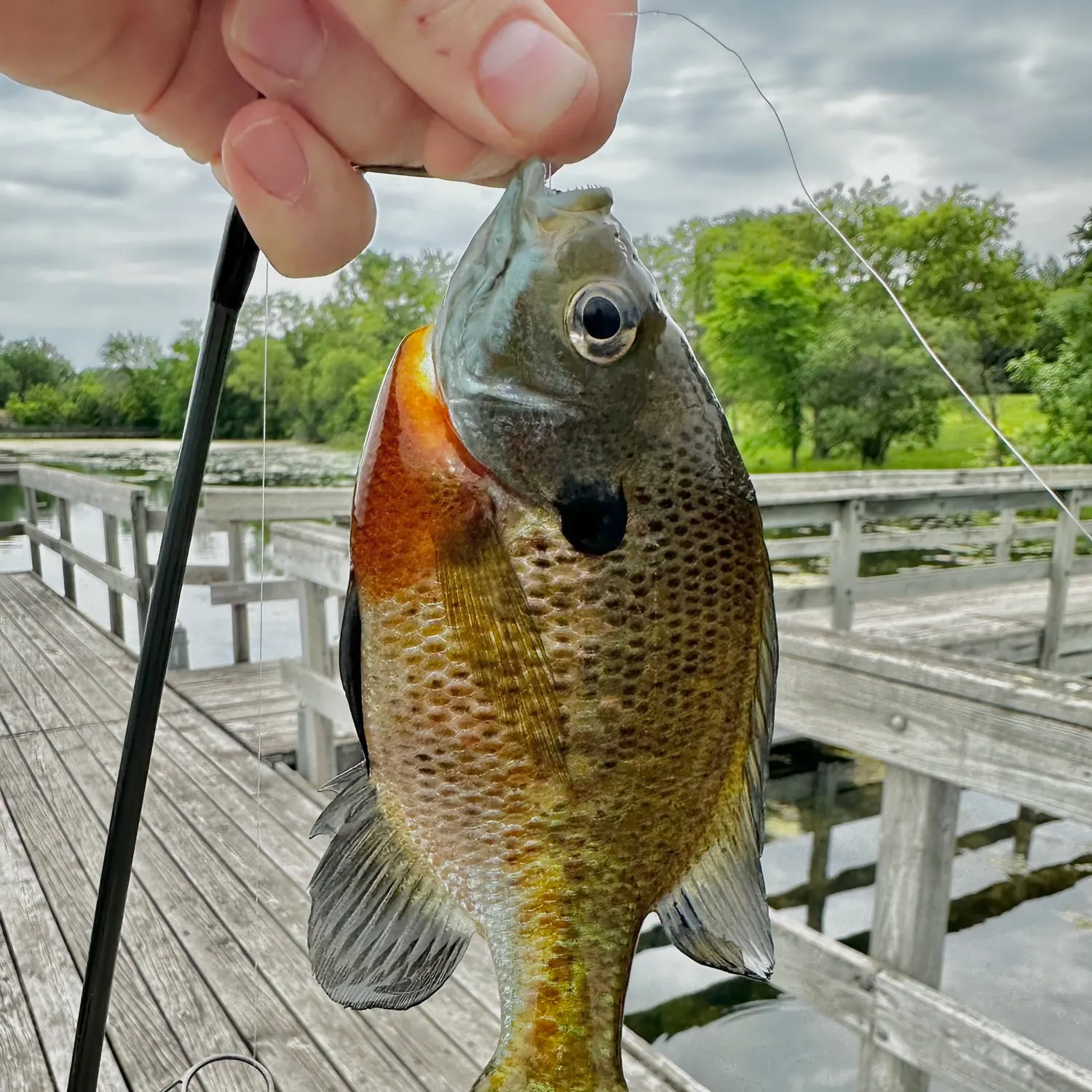 recently logged catches