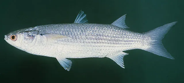Bluespot mullet