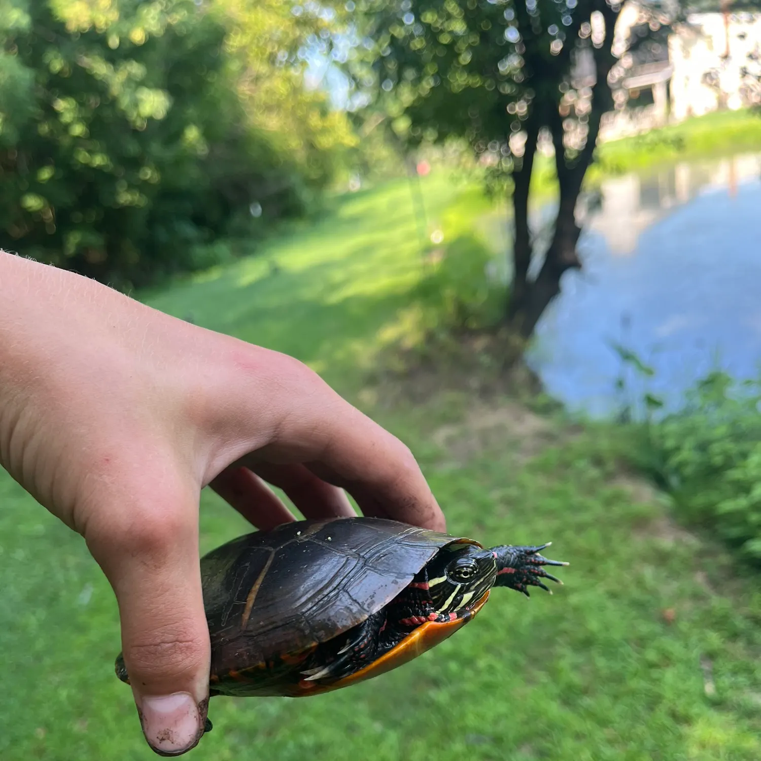 The most recent Pond slider turtle catches on Fishbrain