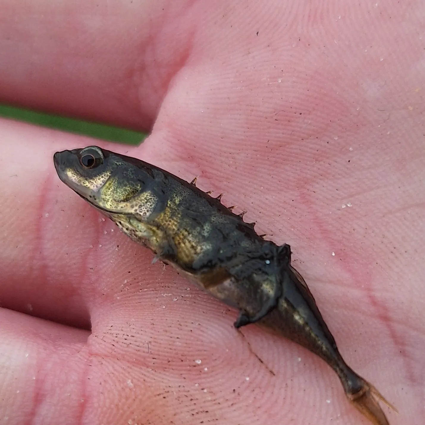 The most recent Ninespine stickleback catches on Fishbrain