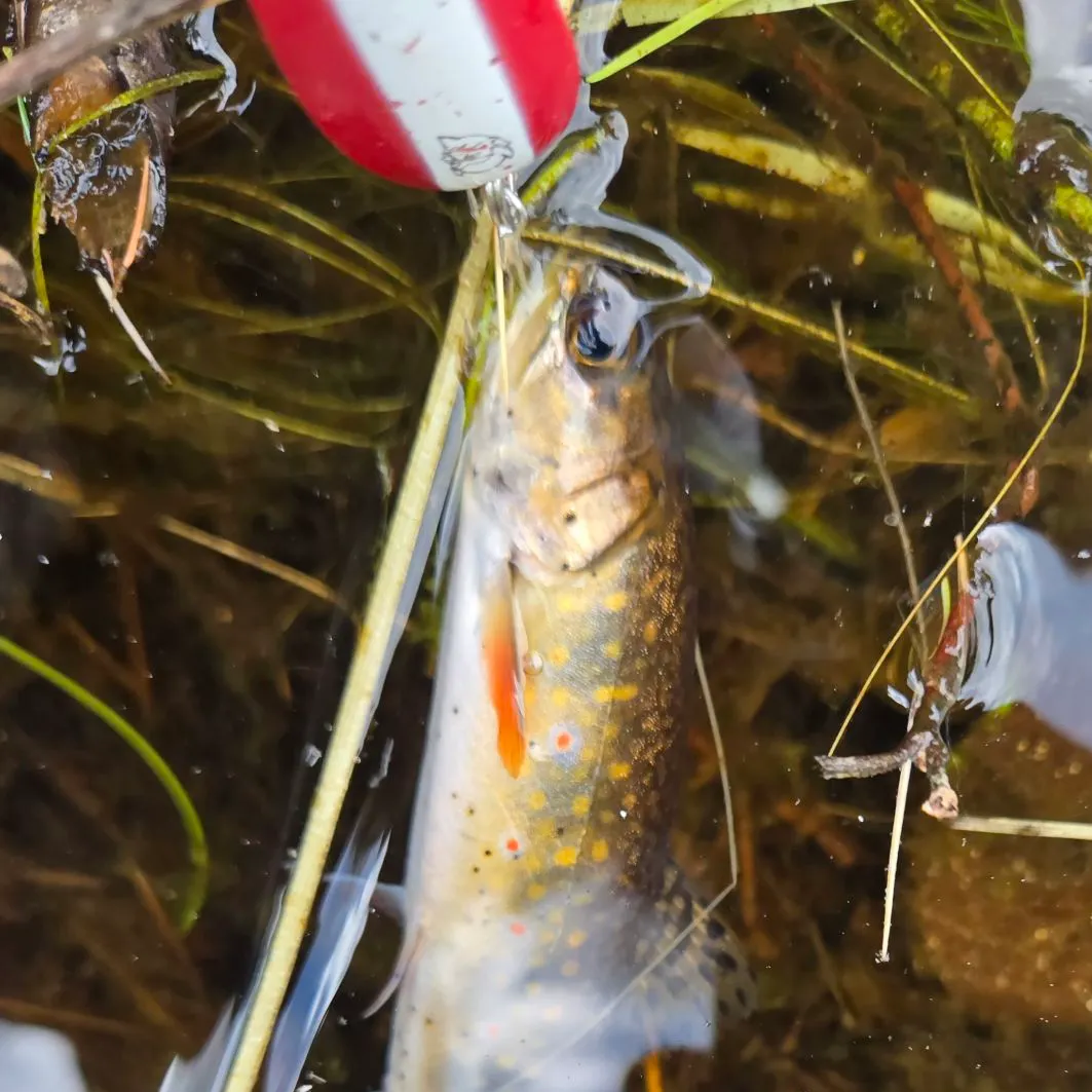 Brook trout caught on Fishbrain