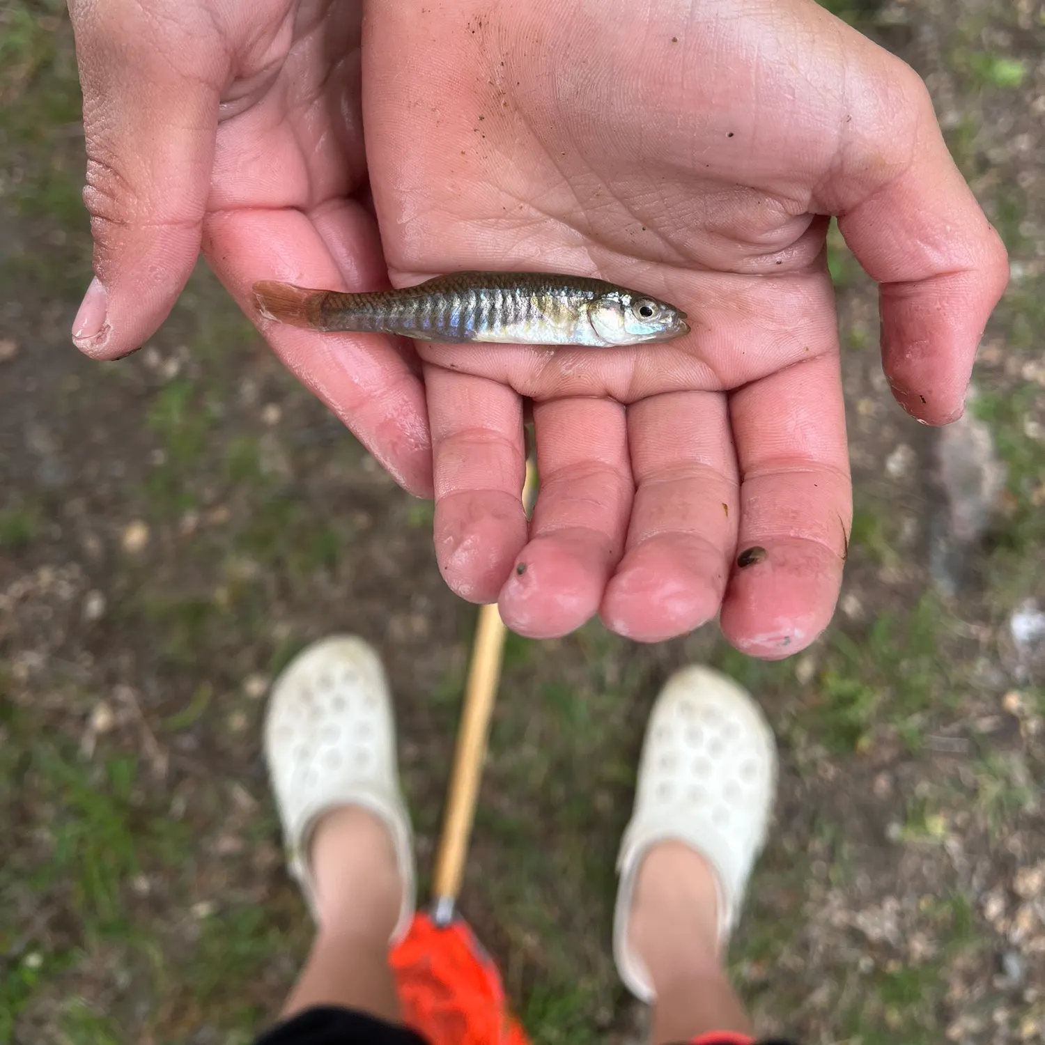 The most recent Banded killifish catches on Fishbrain