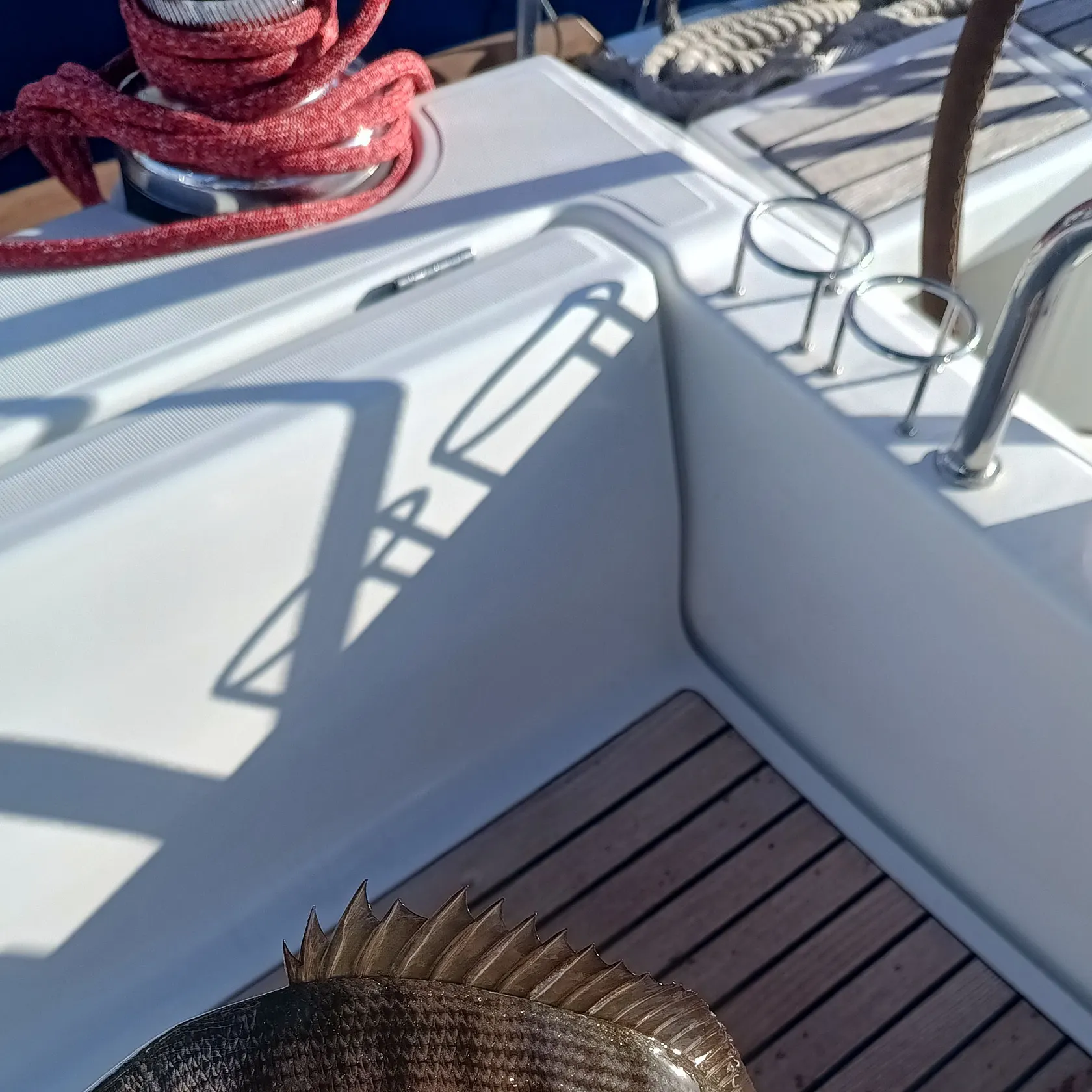 The most recent White seabream catches on Fishbrain