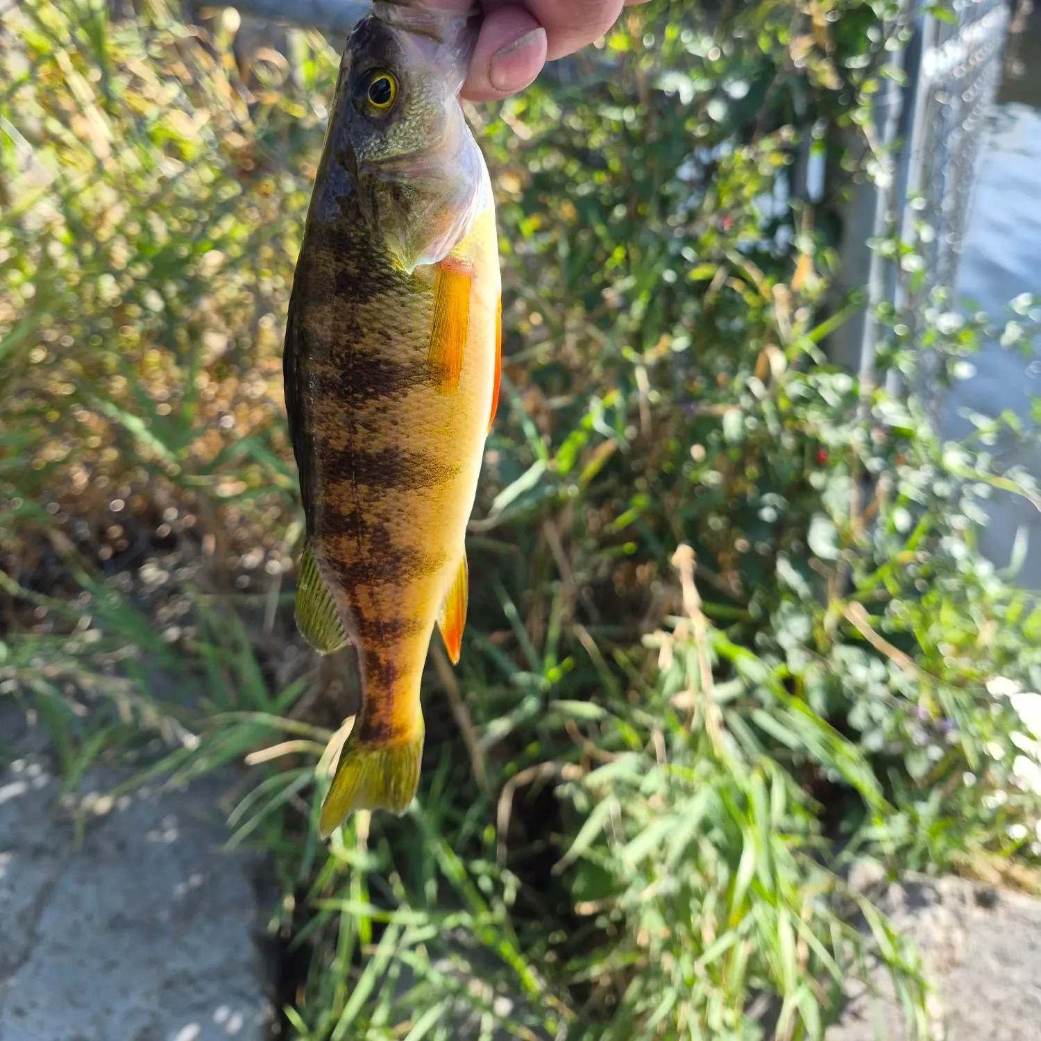 Yellow perch caught on Fishbrain