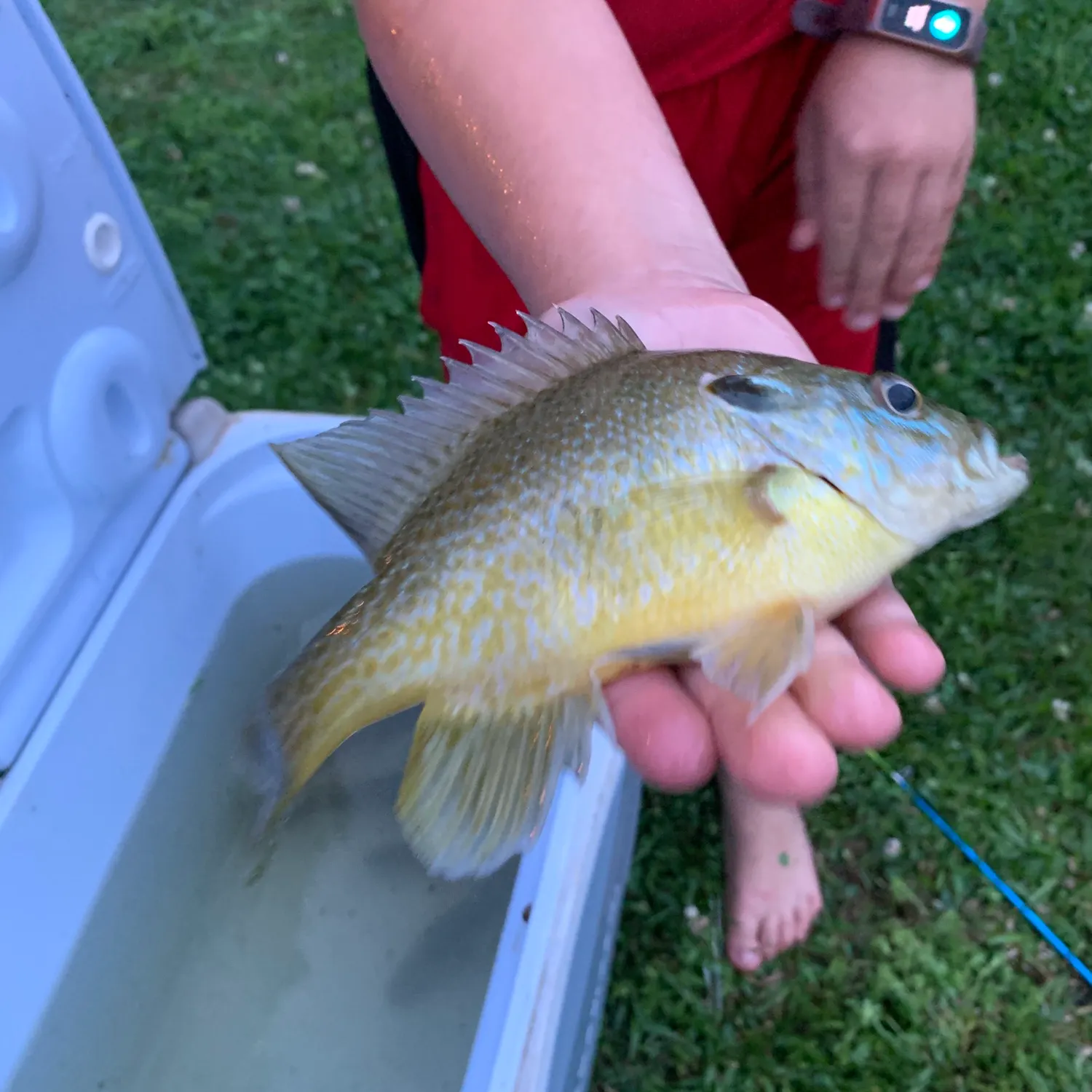 recently logged catches