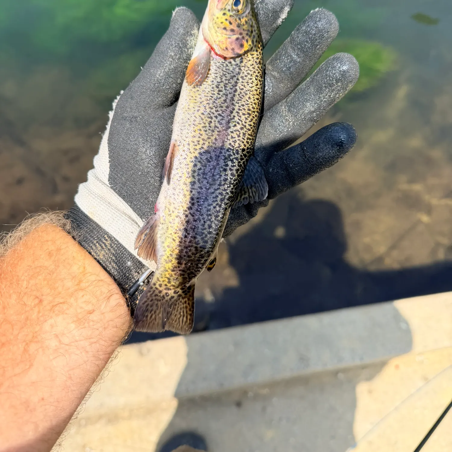 Rainbow trout caught on Fishbrain