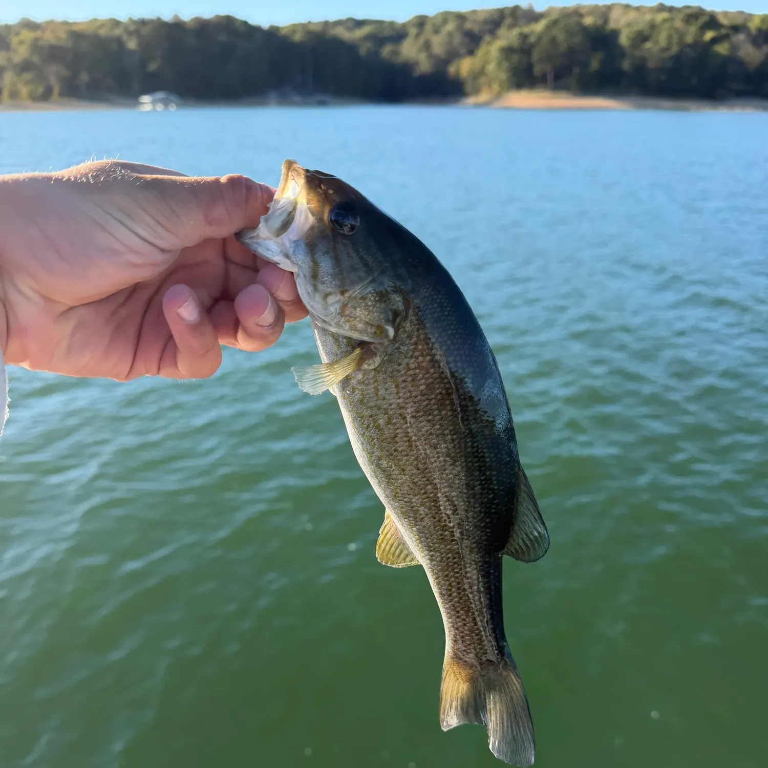 Smallmouth bass caught on Fishbrain