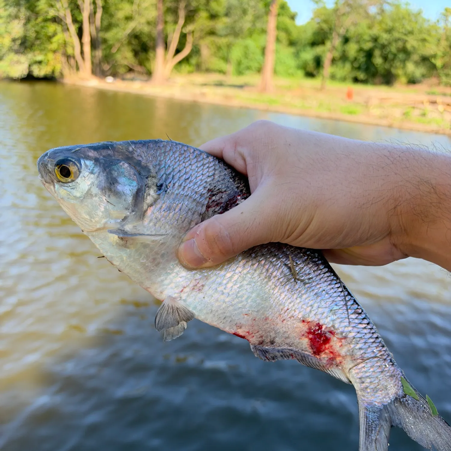 American gizzard shad caught on Fishbrain