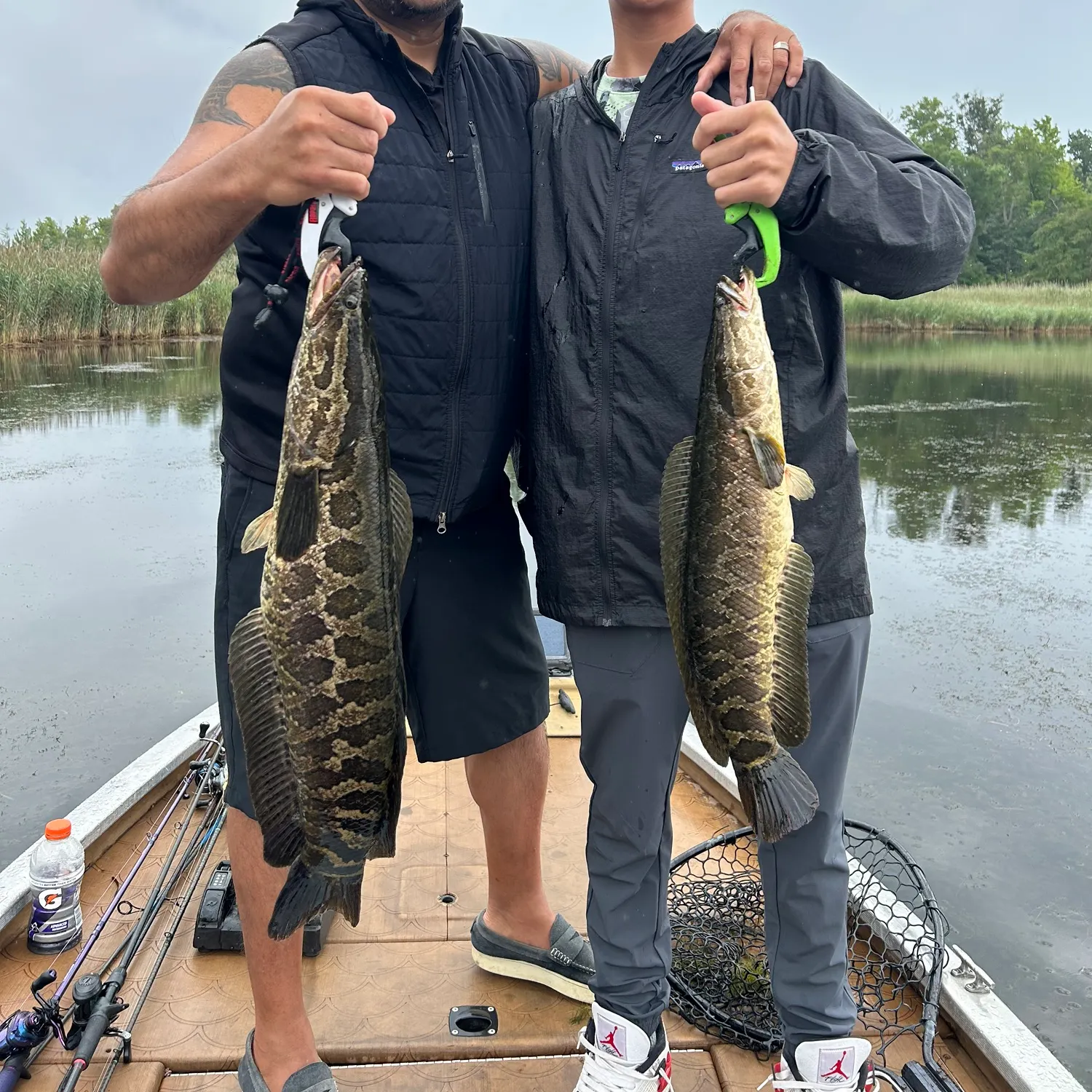 Northern snakehead caught on Fishbrain