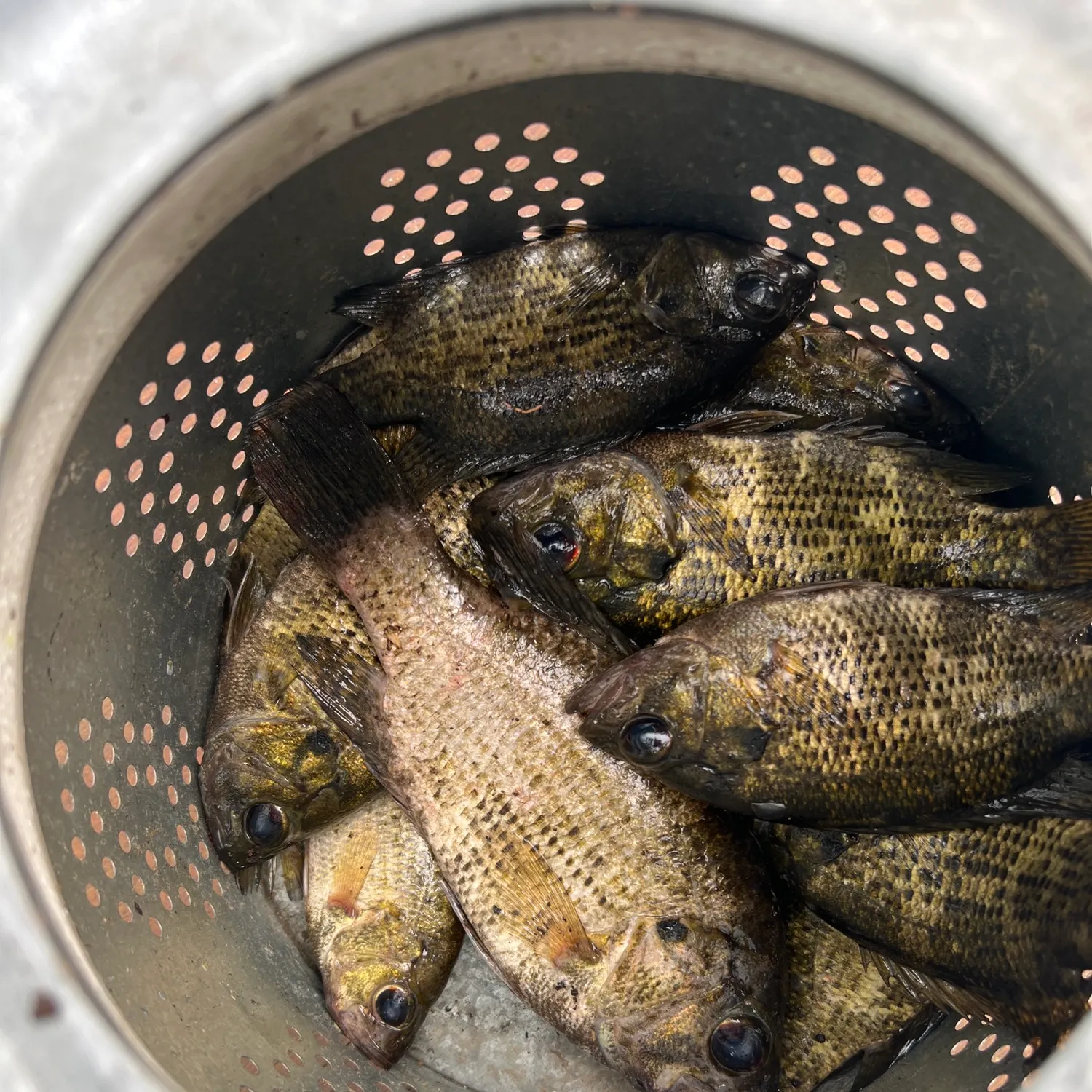 recently logged catches