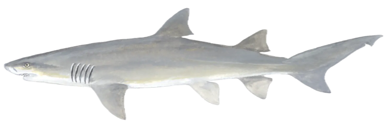 Lemon shark