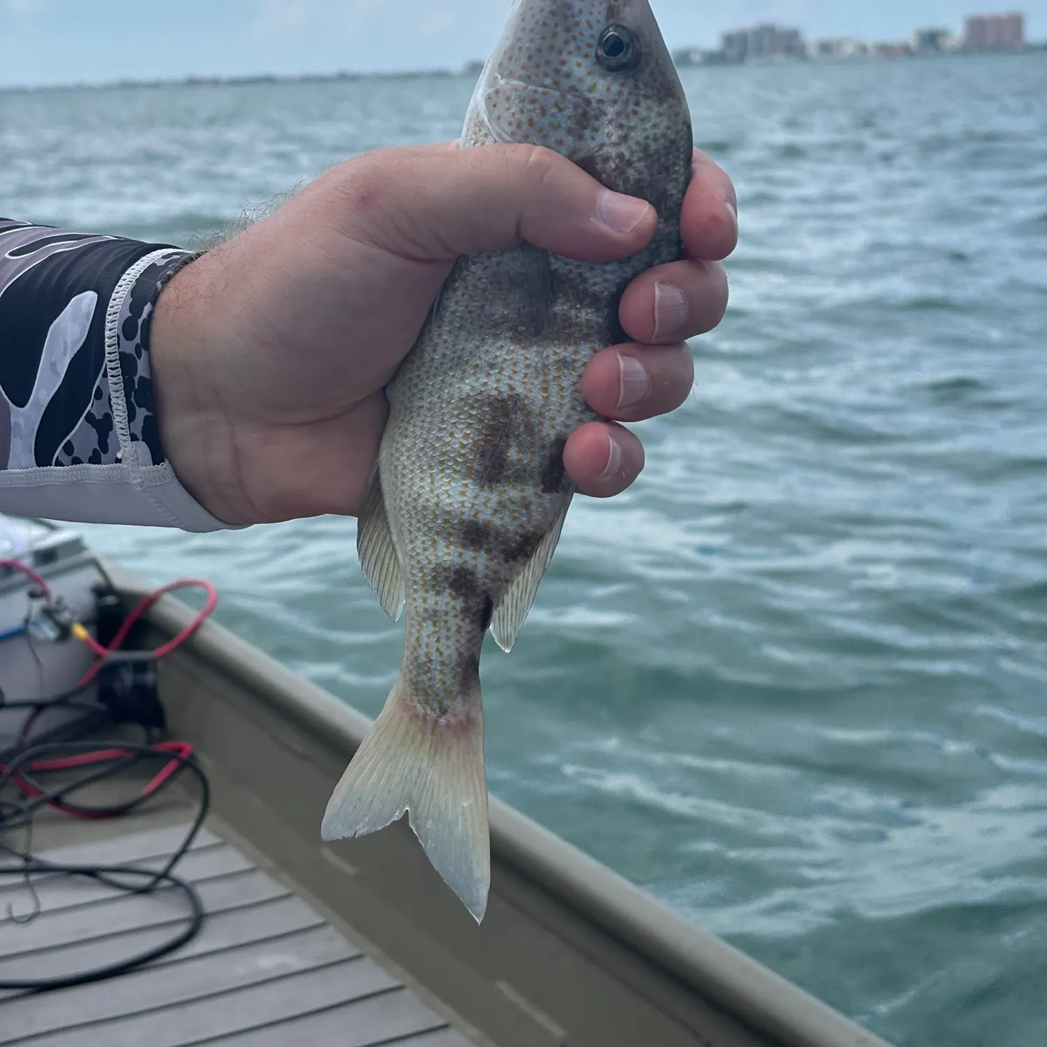 Pigfish caught on Fishbrain