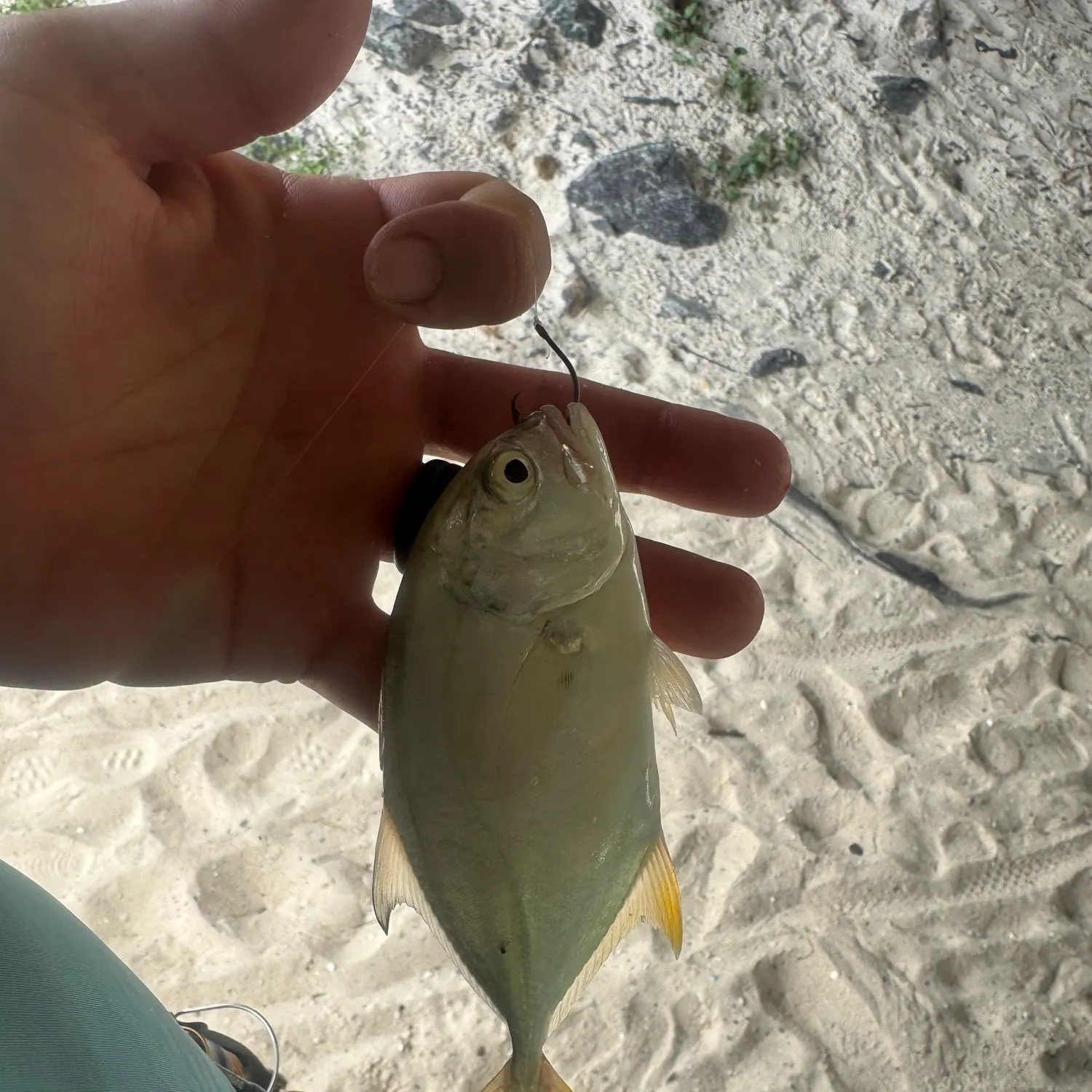 The most recent Crevalle jack catches on Fishbrain