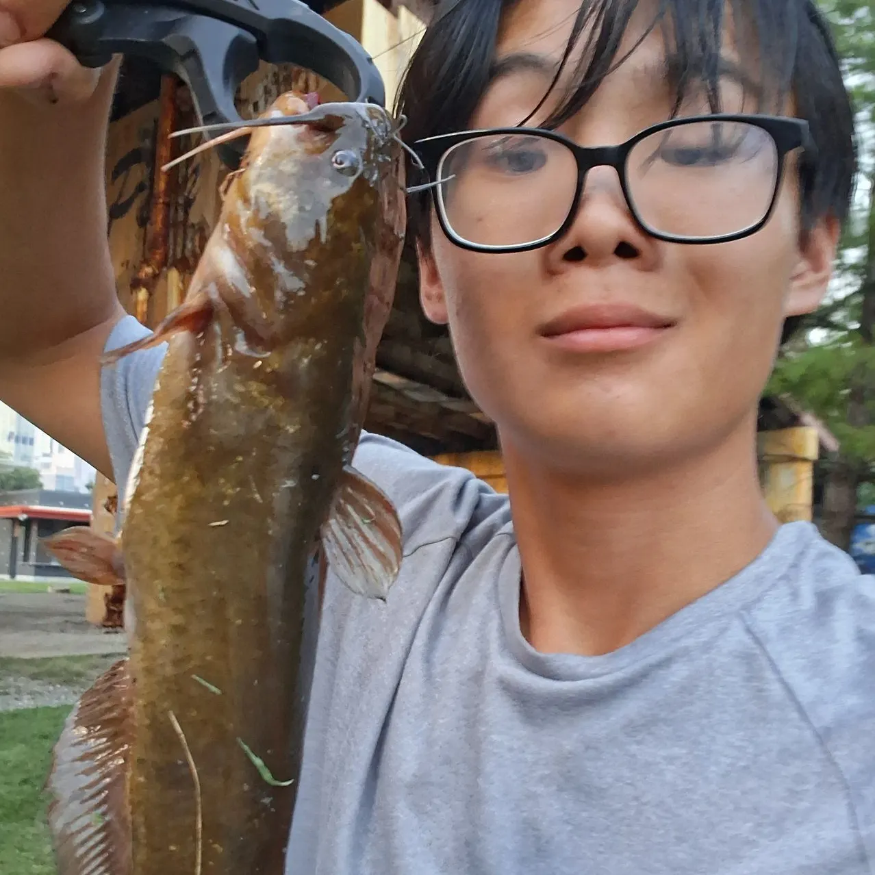 Yellow bullhead caught on Fishbrain