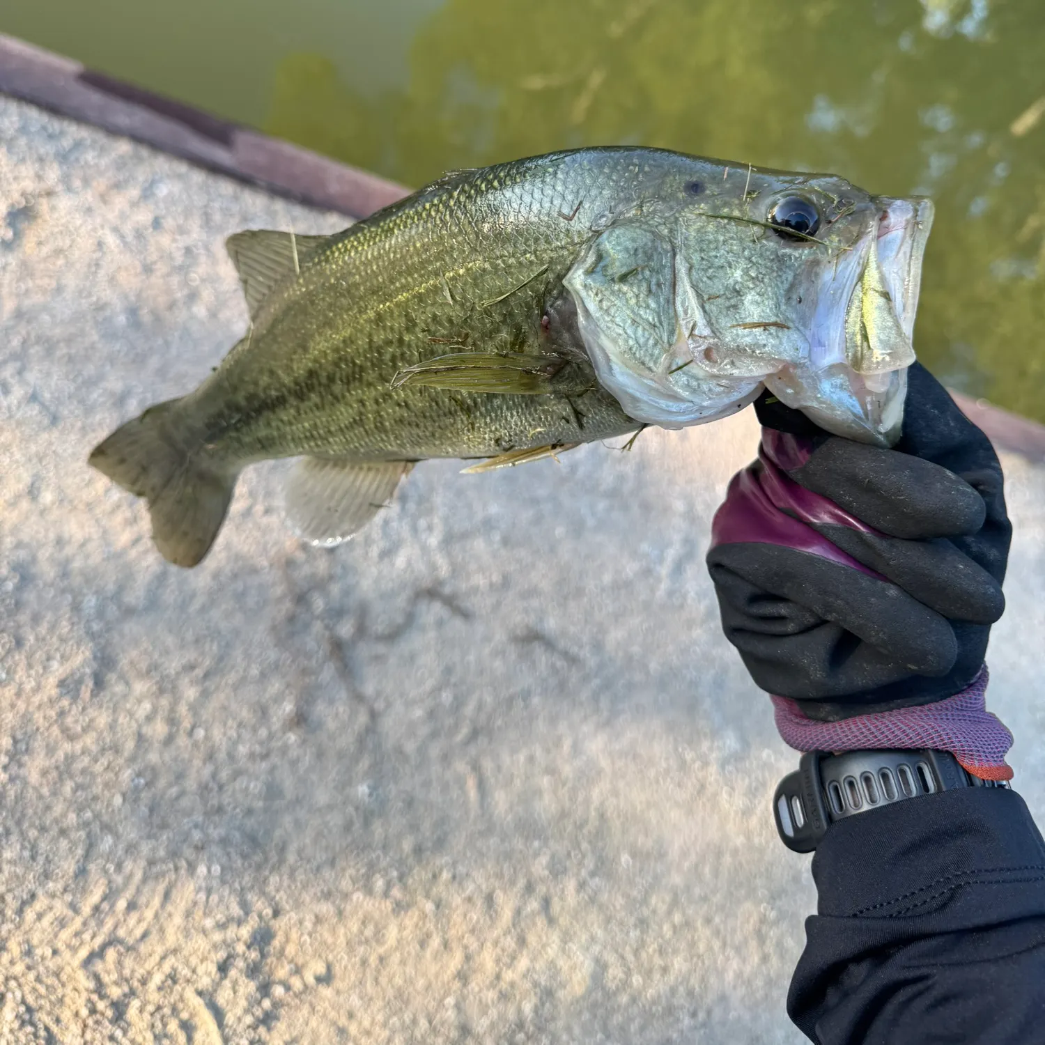 Largemouth bass caught on Fishbrain